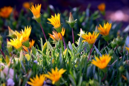 Very colorful bright orange yellow ice plant.の写真素材