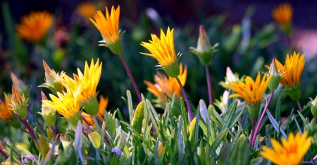 Very colorful bright orange yellow ice plant の写真素材