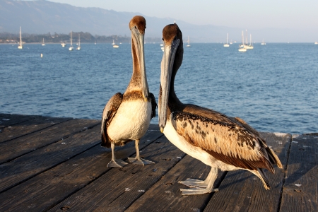 Two California pelicans on the Santa Barbara pier の写真素材