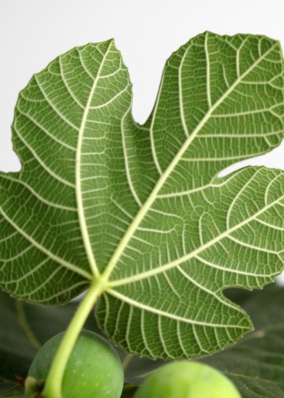 Close up of the texture from a fig leave の写真素材