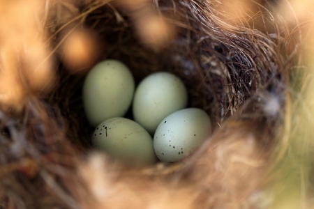 Close up of a bird nest with eggs in it の写真素材
