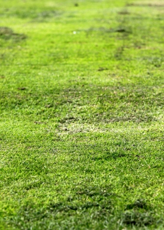 Old grunge green textured grass as background の写真素材