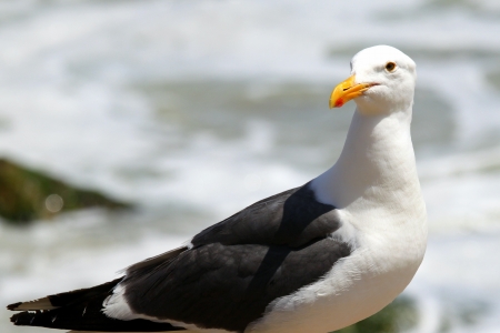 Portrait shot of a seagull with water in the background の写真素材