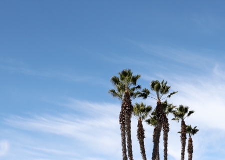 Group of palm trees with blue sky and some clouds in the background の写真素材