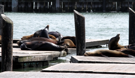 Sea lions at pier 39 in San Francisco の写真素材