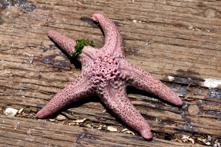 Closeup few of a seastar on wooden planks from a pier の写真素材