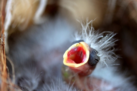 Hungry baby bird waiting for some food.の写真素材