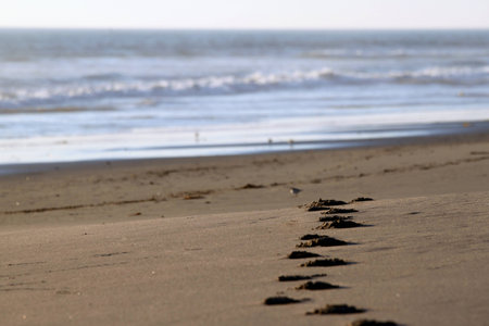 Footsteps in the sand at a beach.の写真素材