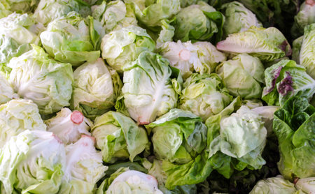 Pile of green iceberg lettuce at a farmers market.の写真素材