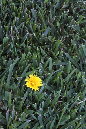 One yellow dandelion in a blanked of green grass.の写真素材