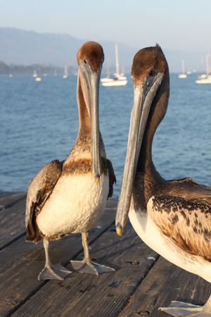 Two California pelicans on the Santa Barbara pier.の写真素材