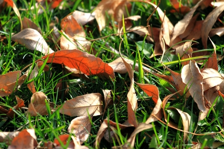 Many fall leafs lying on green grass.の写真素材