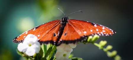 A colorful Queen Danaus Gilippus butterfly.の写真素材