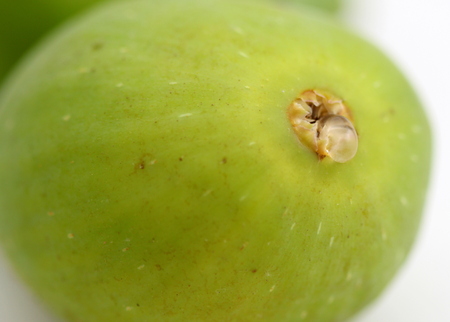 Close up of a green fig on white background.の写真素材