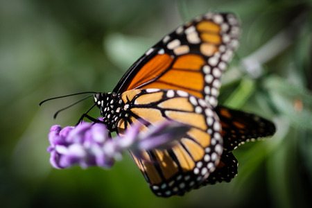 A colorful Monarch Danaus Plexippus butterfly.の写真素材