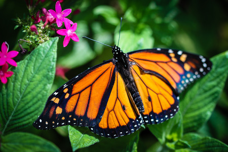 A colorful Monarch Danaus Plexippus butterfly.の写真素材