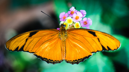 A colorful Julia Heliconian Dryas Julia butterfly.の写真素材