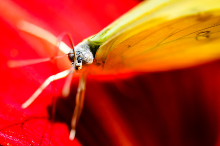 A colorful Cloudless Sulphur Phoebis Sennae butterfly sitting on a red Lily.の写真素材