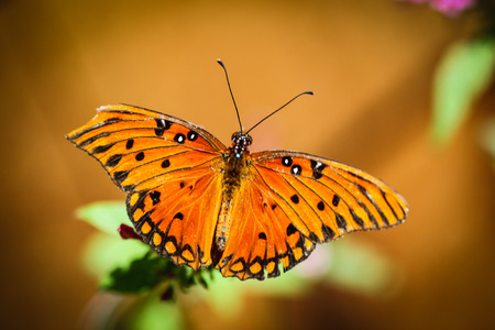 A colorful Queen Danaus Gilippus butterfly.の写真素材