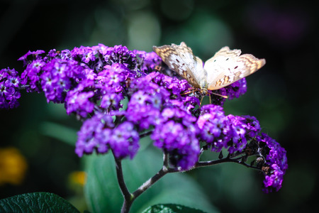 A colorful White Peacock Anartia Jatrophae butterfly.の写真素材