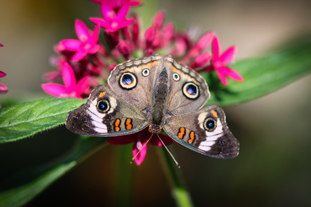 A colorful Common Buckeye Junonia Coenia butterfly.の写真素材