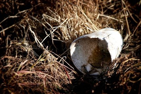 A garbage cup in old dead grass.の写真素材