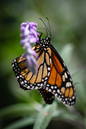 A colorful Monarch Danaus Plexippus butterfly.の写真素材