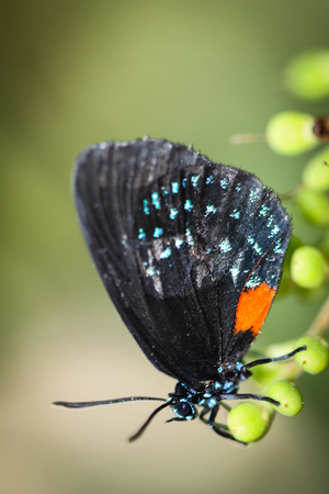 A colorful Eumaeus Atala butterfly sitting on green leaves.の写真素材