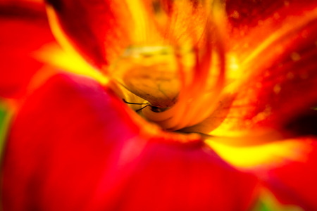 A colorful Cloudless Sulphur Phoebis Sennae butterfly sitting on a red Lily.の写真素材
