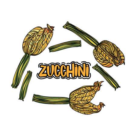 Vector set with zucchini. Typography design elements for prints, cards, posters, products packaging and branding.のイラスト素材