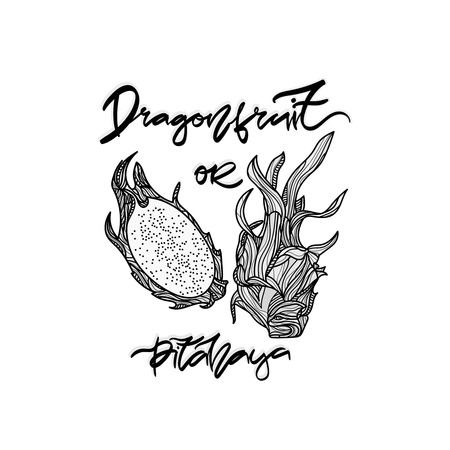 Dragonfruit monochrome vector illustration on transparent background.  Hand drawn lettering - "Dragonfruit or pitahaya".のイラスト素材