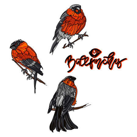 Bullfinches on branches.のイラスト素材