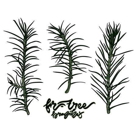 Fir-tree branches vector illustration. Hand drawn lettering - "Fir-tree branches" Vector illustration. Typography design elements for prints, cards, posters, products packaging, branding.のイラスト素材