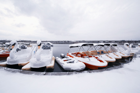 swan boat at snow parkの写真素材