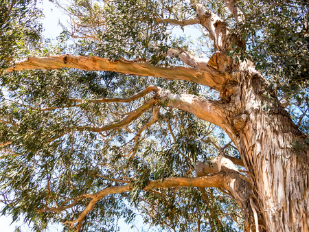 Eucalyptus Treeの写真素材
