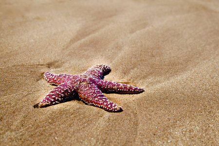 Burgundy Starfish on Sandy Beach at Low Tide