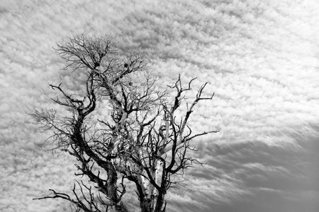 Bare Tree Branches and Stratus Clouds