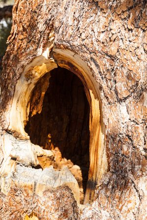Tree Hollow の写真素材