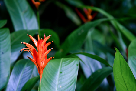 Red Parakeet Heliconia Tropical Flowerの写真素材