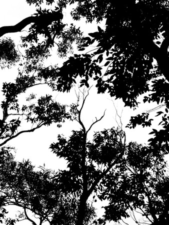 Black and white trees, leaves, and branches silhouetteの写真素材