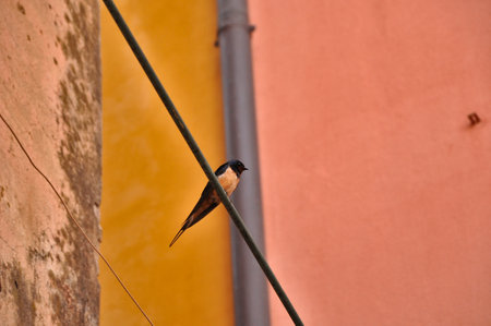 Swallow sitting on a steel cable, looking to his left side. In the background a downspout and dark yellow and soft pink house walls.の写真素材