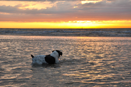 Jack Russel Terrier swimming in the North Sea at the Belgian Coast at sunset, picture taken from the backside, colorful sunset and a cloudy sky in the backgroundの写真素材