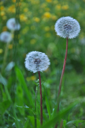 Two white dandelion seed heads, more visible on the background, green grassの写真素材