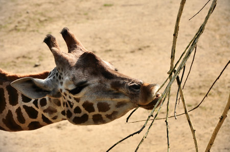 Close up of giraffe face reaching for twigs to eat, dry grass backgroundの写真素材