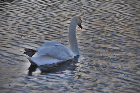 Close up of a white swan swimming by evening light in wavy water, photographed from behind, with one leg holding upの写真素材