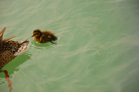 Little baby duck learning to swim and trying to follow mother duck, of which only the back is visible.の写真素材