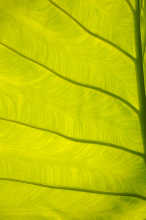 Extreme close-up of half green leaf, bright lightの写真素材