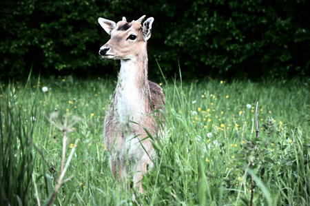 Young male roe deer pictured frontal, looking to his right side. Standing in a lawn with blowing flowers and green grassの写真素材