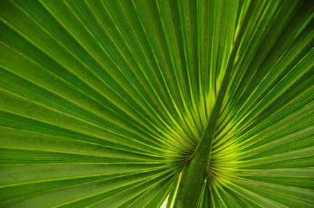 Close up of green palm leaf. background. textureの写真素材