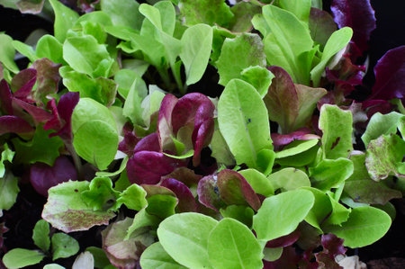 Close up of fresh lettuce seedlings, bright green and purple leavesの写真素材